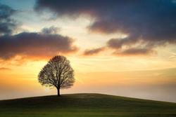 Single per scelta: sfide e opportunità